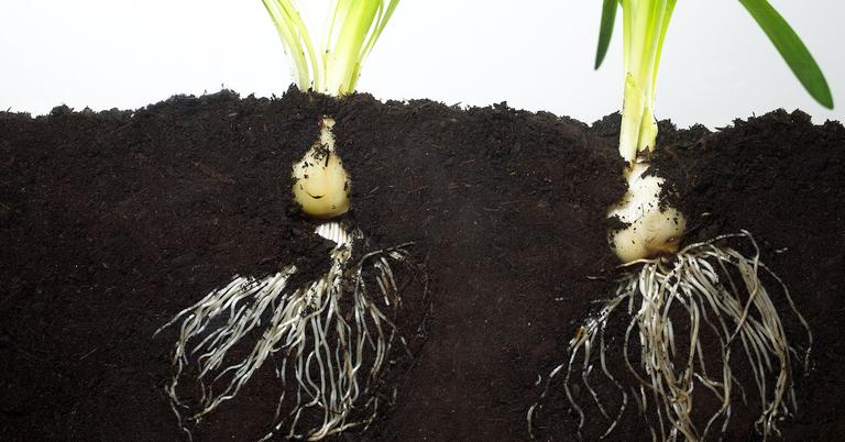 Soil Vs Dirt The Differences According To Soil Scientists