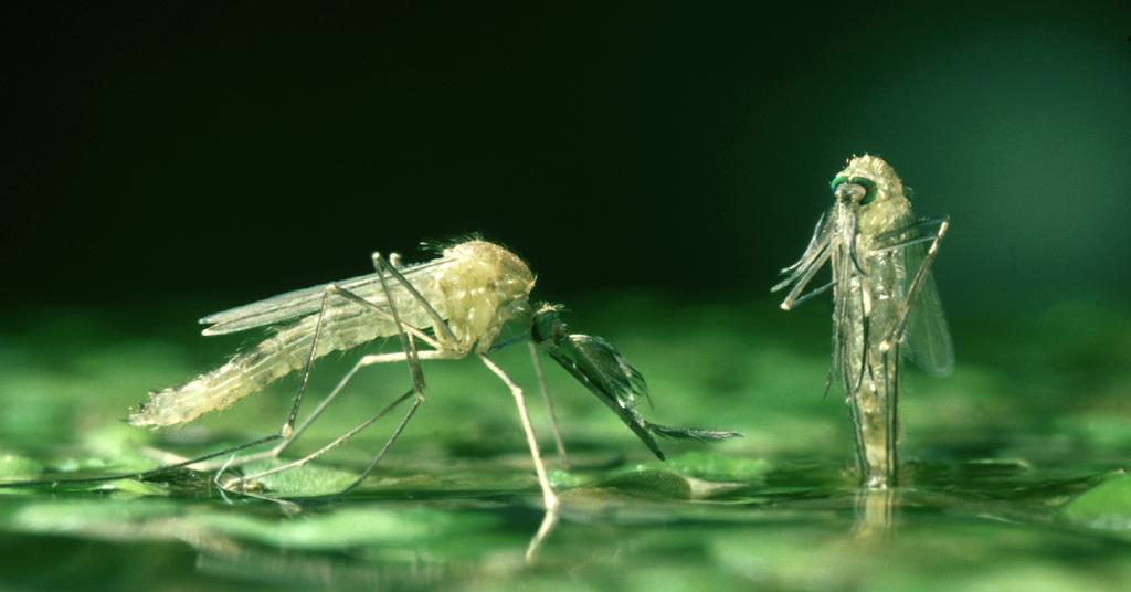 What Is The Purpose Of Gmo Mosquitoes