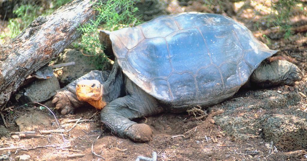 Four Endangered Giant Galápagos Tortoises Were Allegedly Poached for Meat