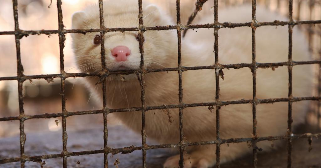 Van Wert Mink Farm in Ohio to Close, Five Weeks After Minks Were Broken Out