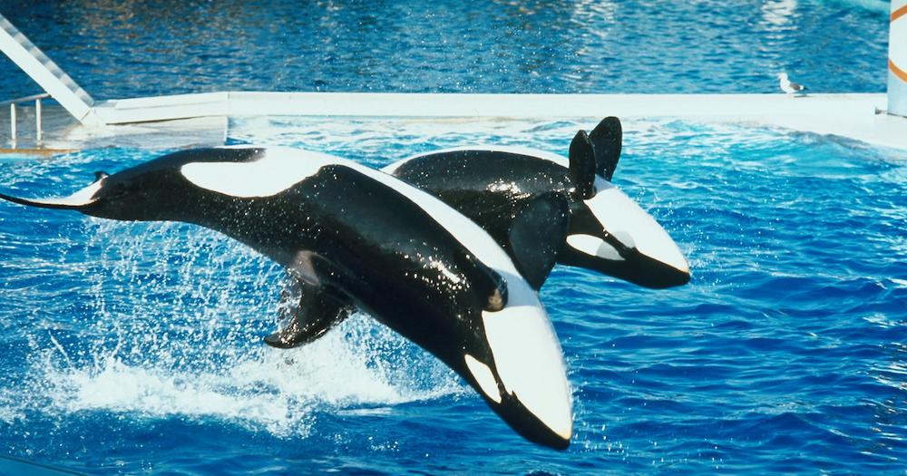 Does SeaWorld Still Have Orcas?