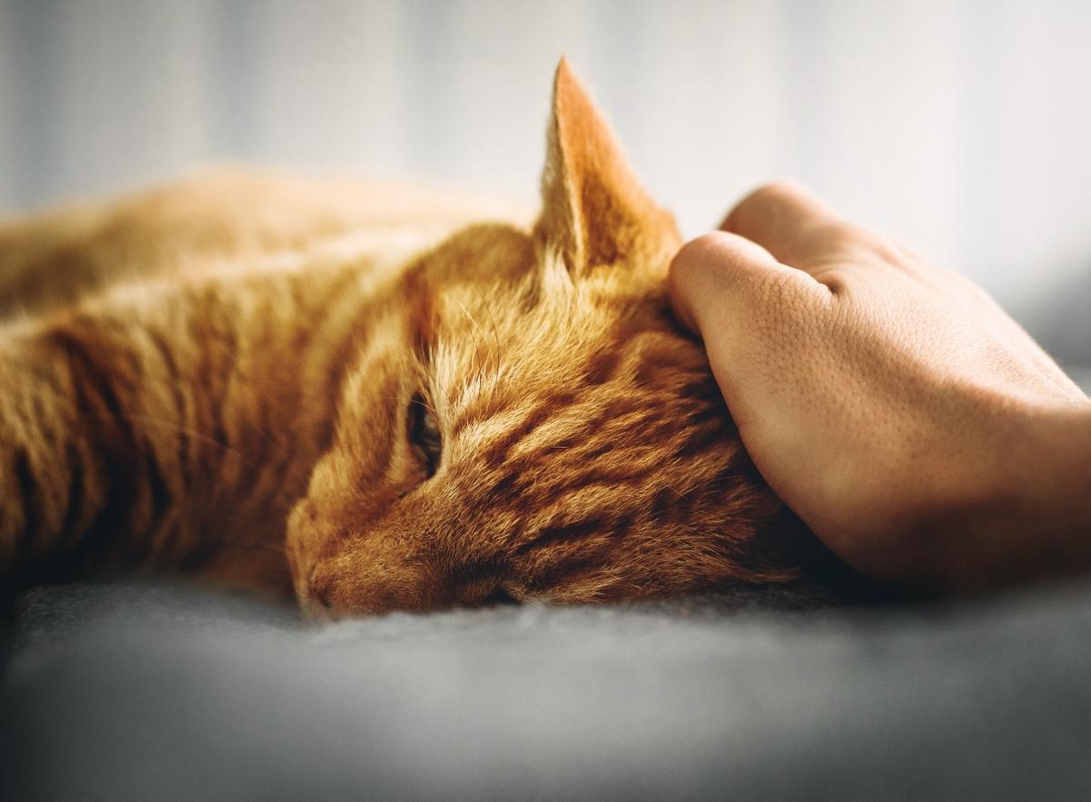 Hand petting orange tabby