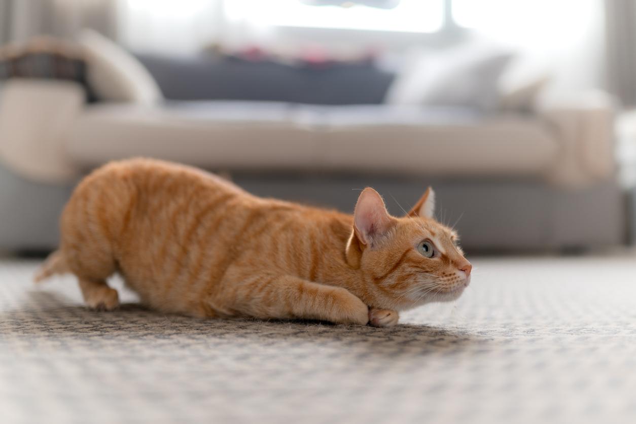 An orange cat readies to pounce as he wags his tail from side to side.