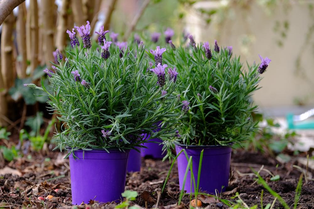 Lavender potted plants. 