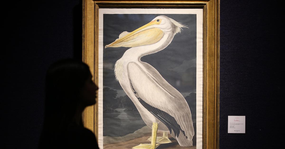 Audubon Painting