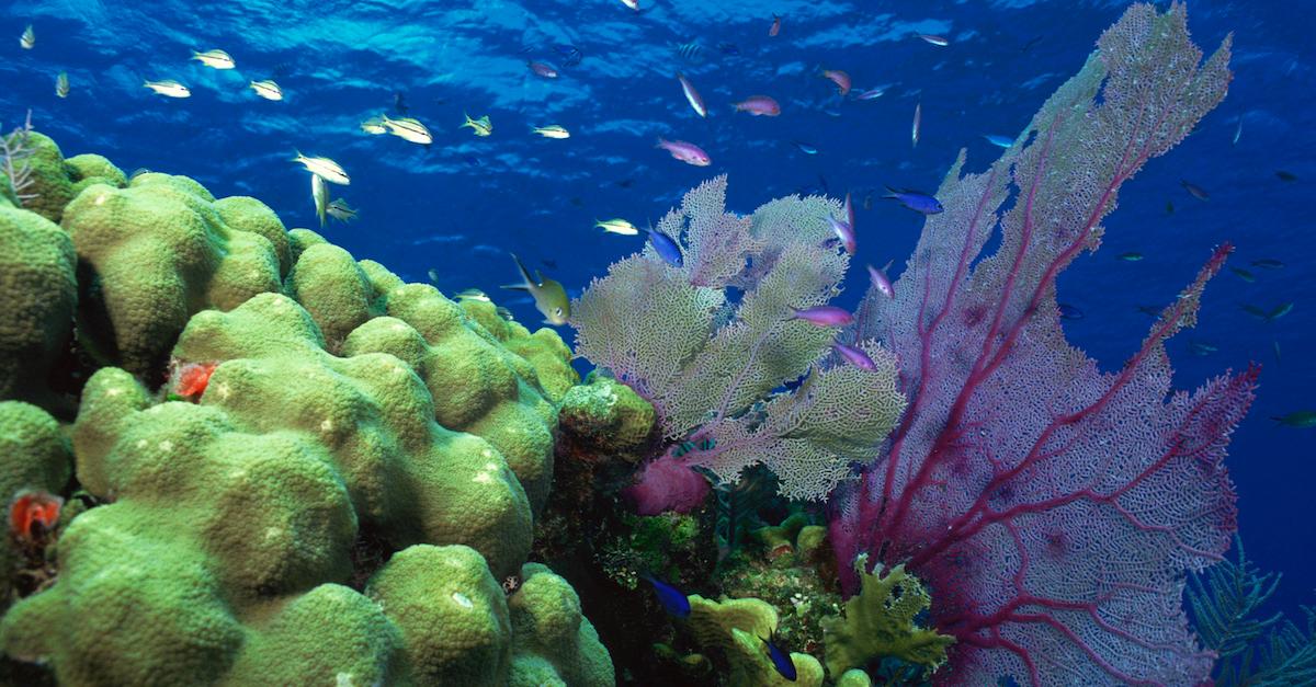 Coral underwater in the ocean before bleaching.