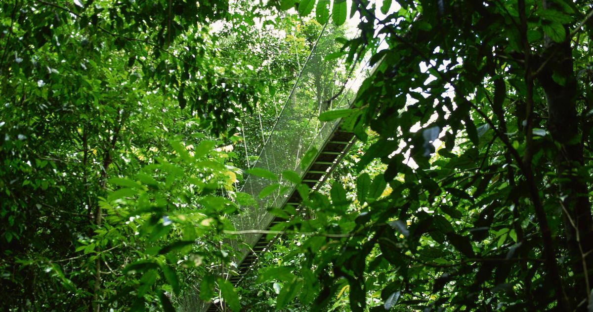 Why Your Rubber Plant Is Dropping Leaves