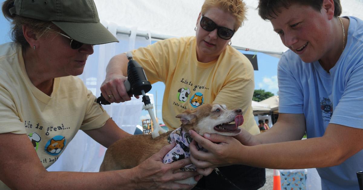 Three women give a chiropractic treatment to a Chihuahua during an outdoor event.