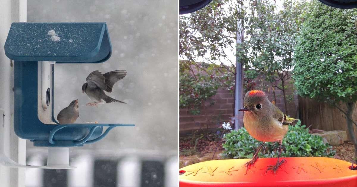 Bird Buddy's Smart Bird Feeder and a redhead perched on it (Cover Image Source: X | @MyBirdBuddy)