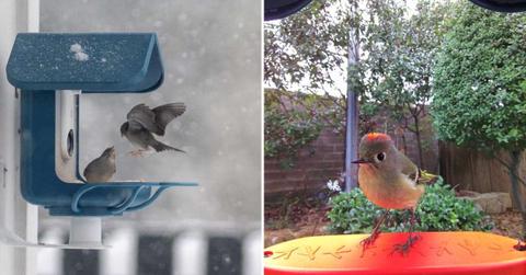 Bird Buddy's Smart Bird Feeder and a redhead perched on it (Cover Image Source: X | @MyBirdBuddy)