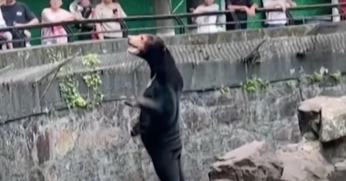 Could Chinese zoo's sun bear be 'man in costume' netizens wonder