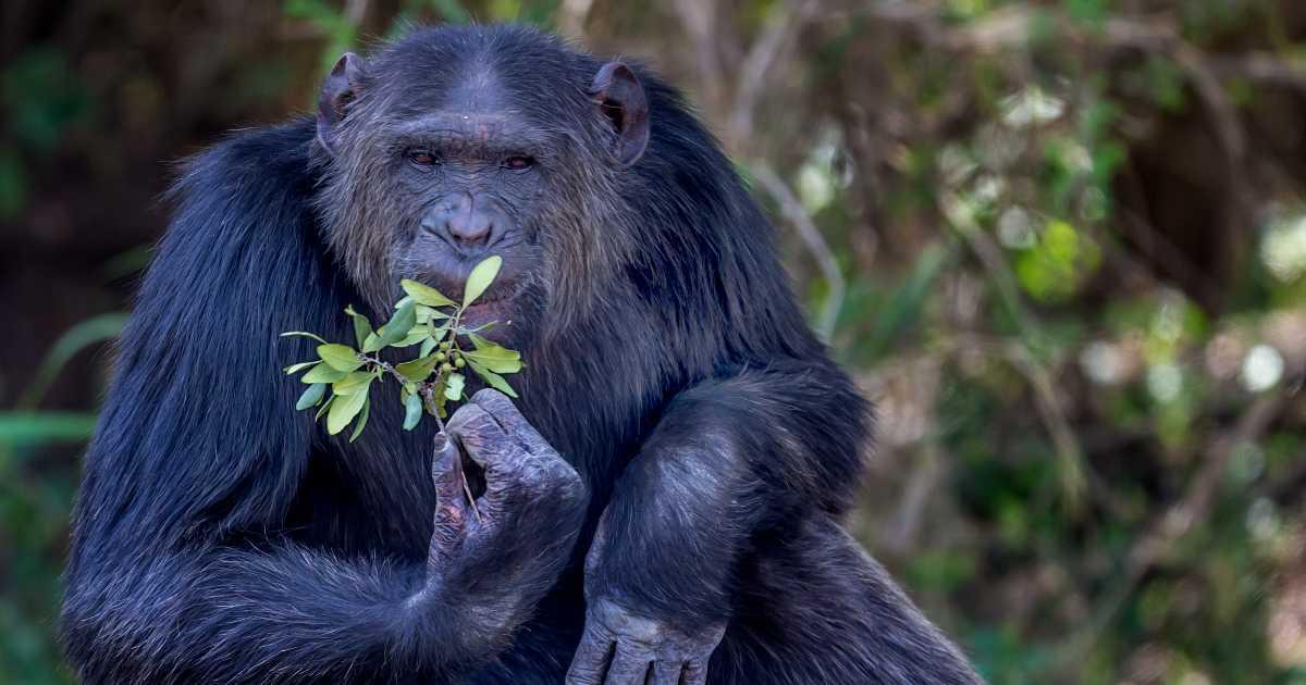 pn/f b bc a aebfdade