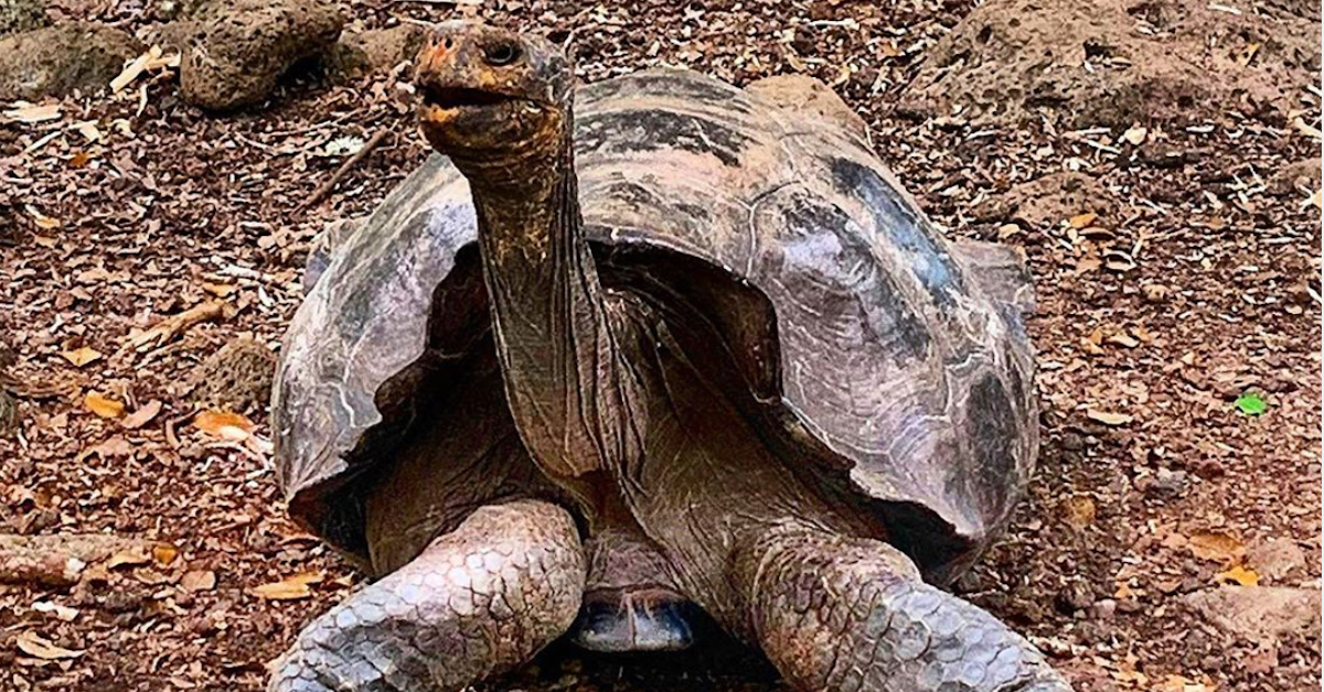 diego tortoise galapagos