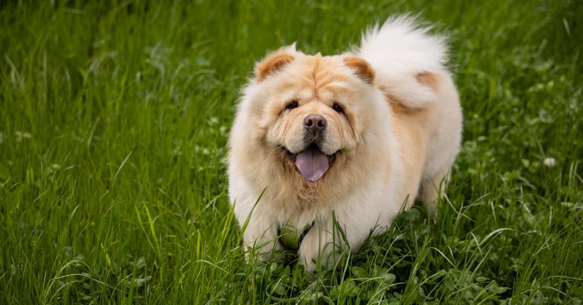 Regular chow chow frolicking in the grass. 