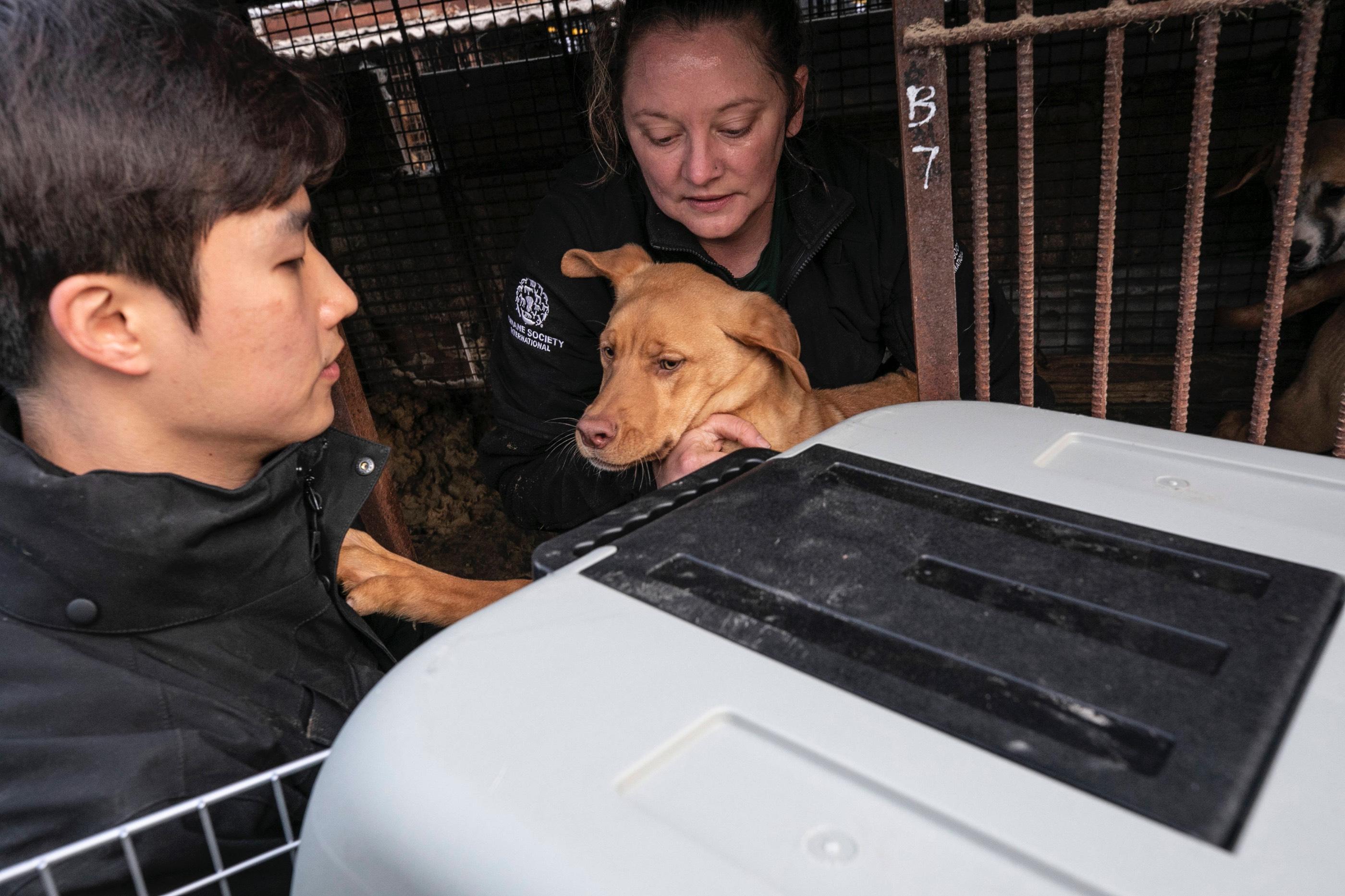 Sangkyung Lee, Dog Meat Campaign Manager of HSI Korea, and Kelly Donithan, director of animal disaster response of HSI, rescue a dog at a dog meat farm in Asan, South Korea.