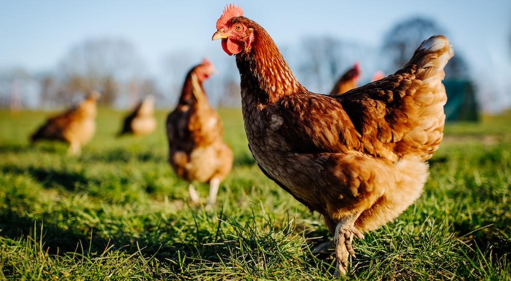 Chickens grazing in an open field. 