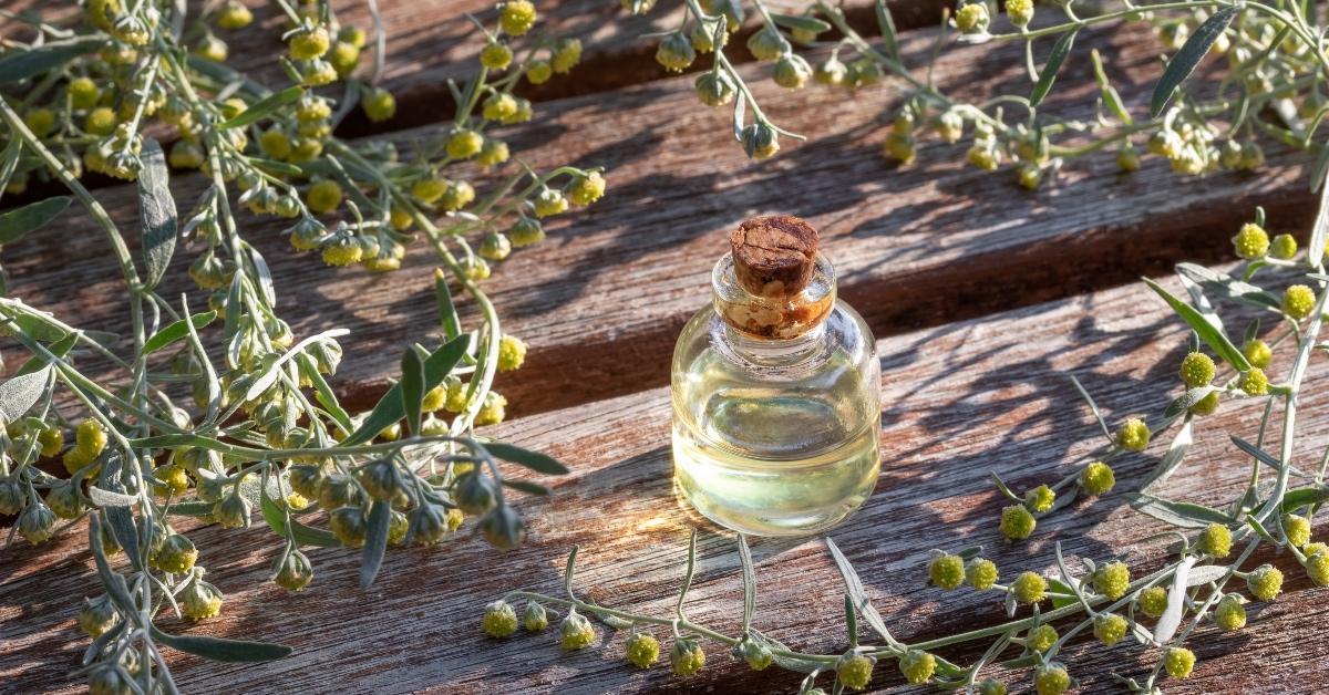 Wormwood essential oil