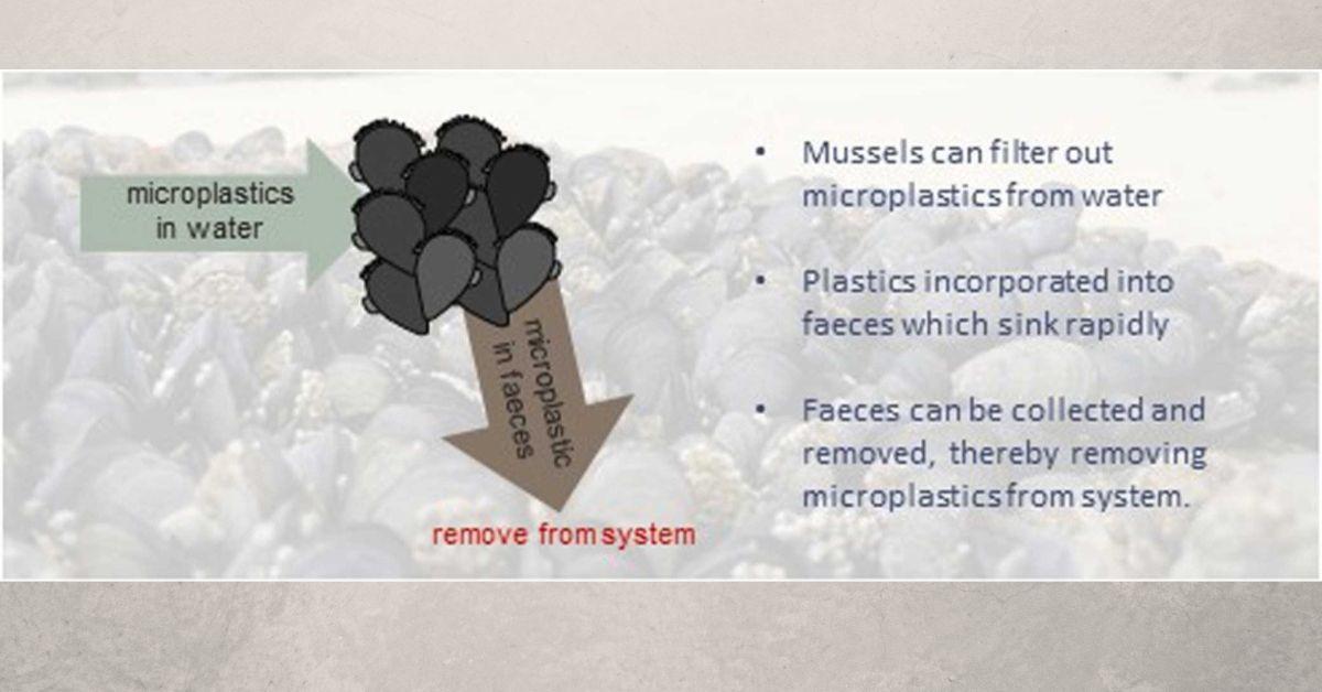 Diagram from “Mussel power: Scoping a nature-based solution to microplastic debris.”