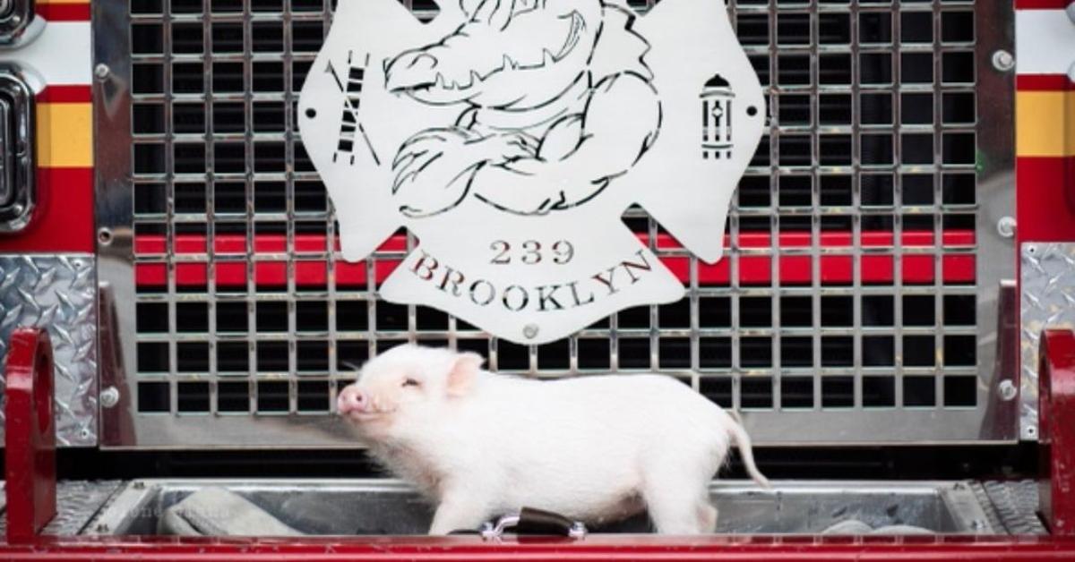 Fire Pig Penny on the front of a fire truck at Engine Company 239.