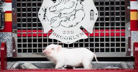 Fire Pig Penny on the front of a fire truck at Engine Company 239.