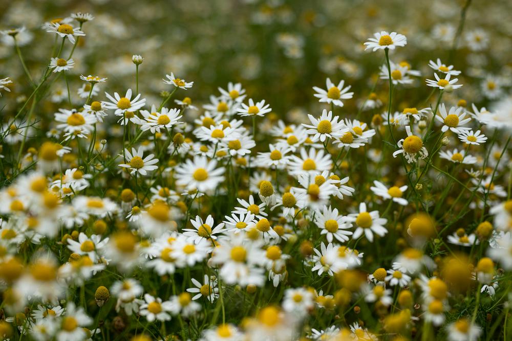 Chamomile flowers in a field.
