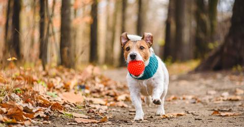 Happy dog playing fetch game with a sustainable red dog ball toy on fall day