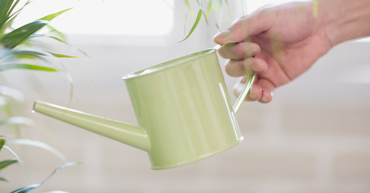 Woman waters houseplants with watering can