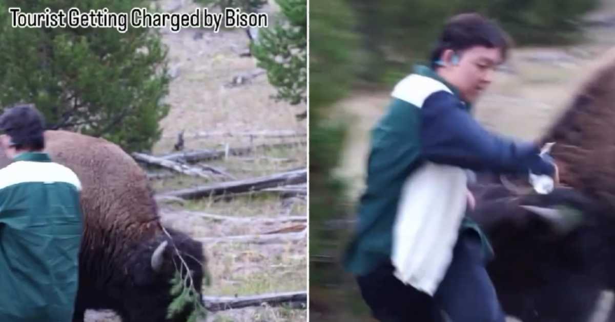 (L) Man walking too close to bison; (R) Yellowstone bison charging at the visitor. (Cover Image Source: Instagram | @touronsofnationalparks)