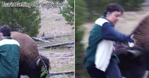 (L) Man walking too close to bison; (R) Yellowstone bison charging at the visitor. (Cover Image Source: Instagram | @touronsofnationalparks)
