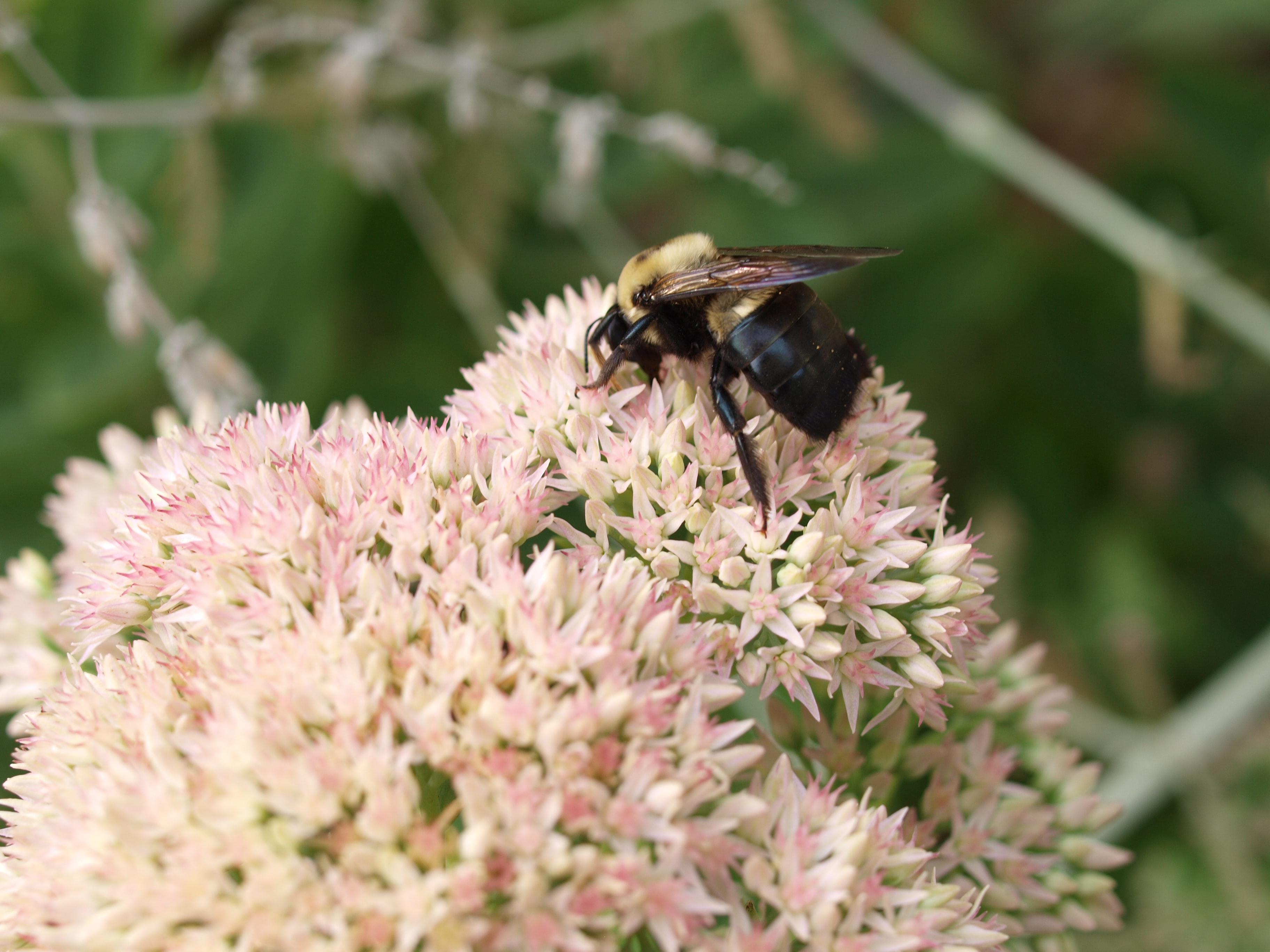 Carpenter bee on flowers