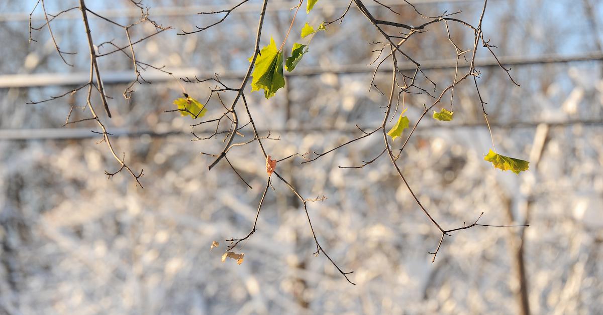 Closeup of branches growing a few leaves with snow in the background