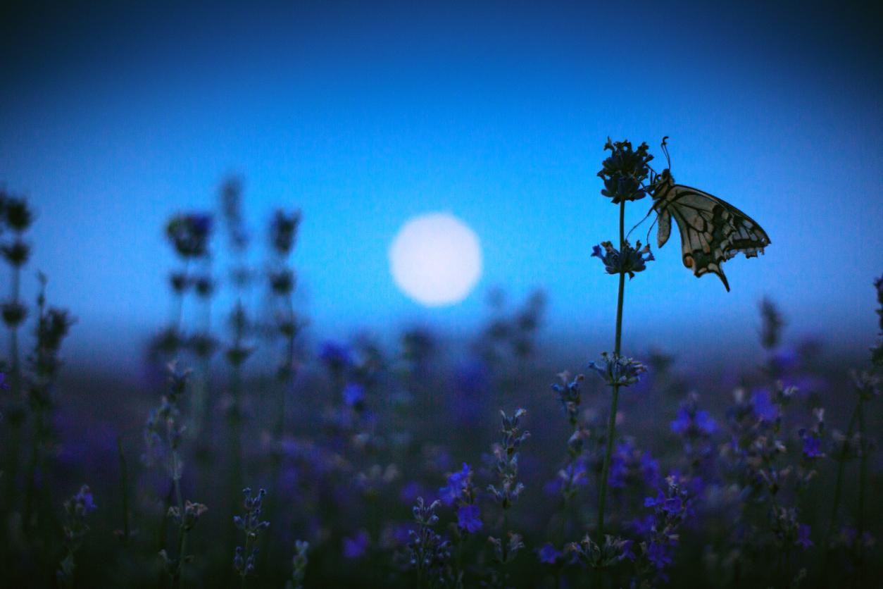 Garden in the Moonlight