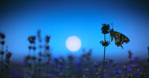 Garden in the Moonlight
