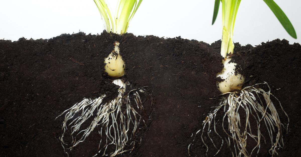 Soil vs. Dirt: What's the Difference?