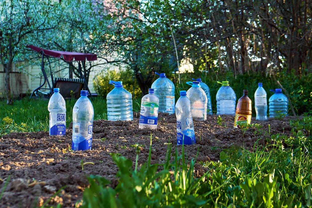 Protect Your Seedlings By Using Milk Jugs