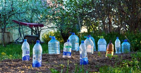 Plastic bottles in garden being used cover and protect plants from cold temperatures