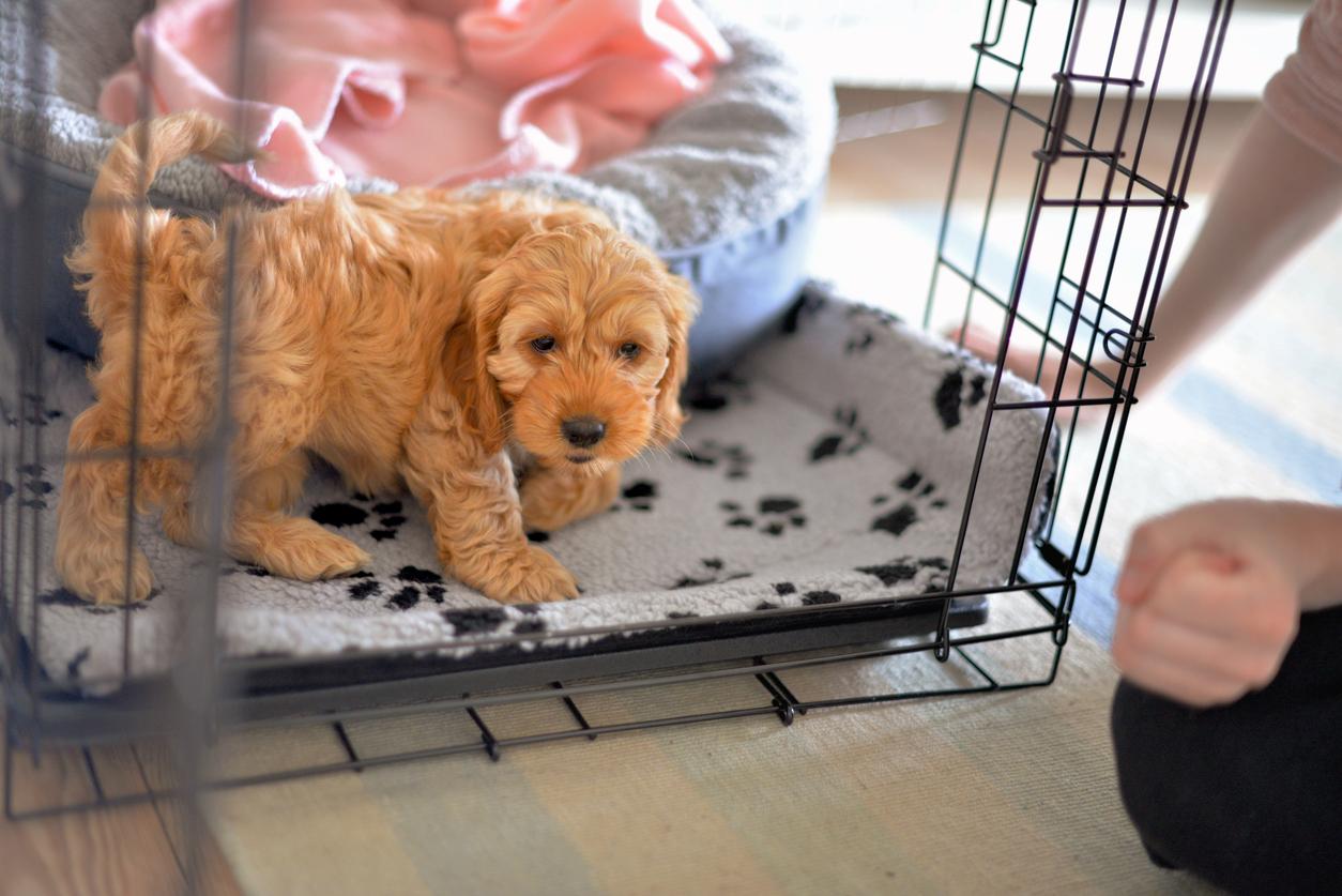 A puppy circles her dog bed within a crate in order to find comfort before lying down.