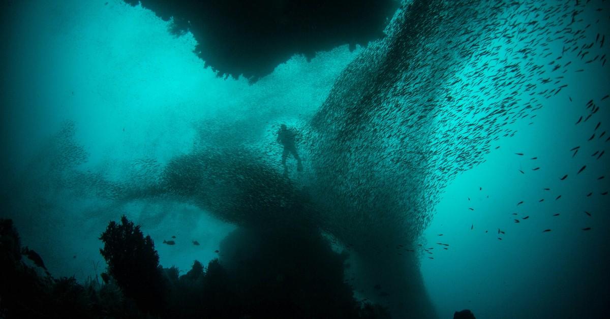 A school of fish swim around a person in the ocean