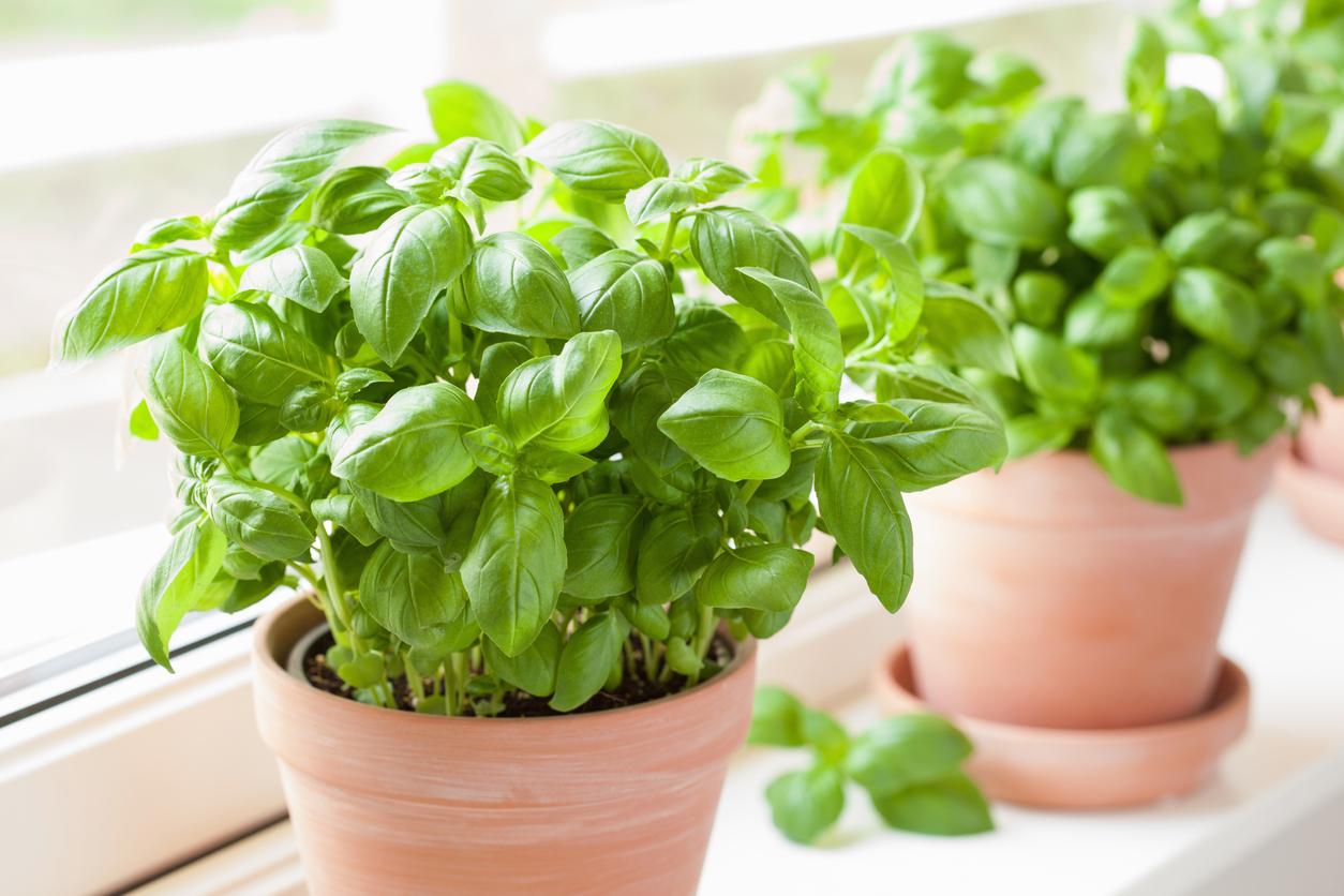 Two basil plants in terracotta pots in a sunny windowsill