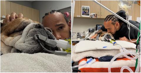 What Happened to Lewis Hamilton’s Dog Roscoe? About His Condition