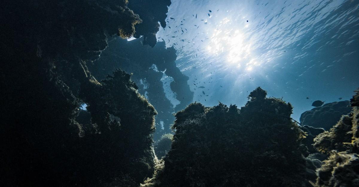 Fish swim around a coral reef