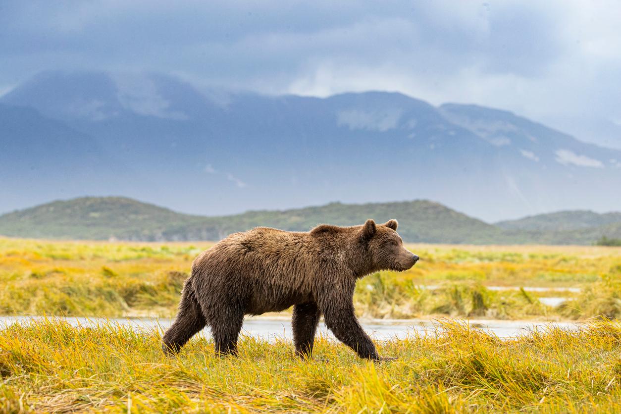 A grizzly bear walks across a field of yellow-green grass with mountains in the background.