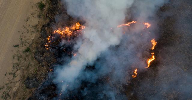 Brazil's Wildfires Are Scorching Biodiversity And The Economy