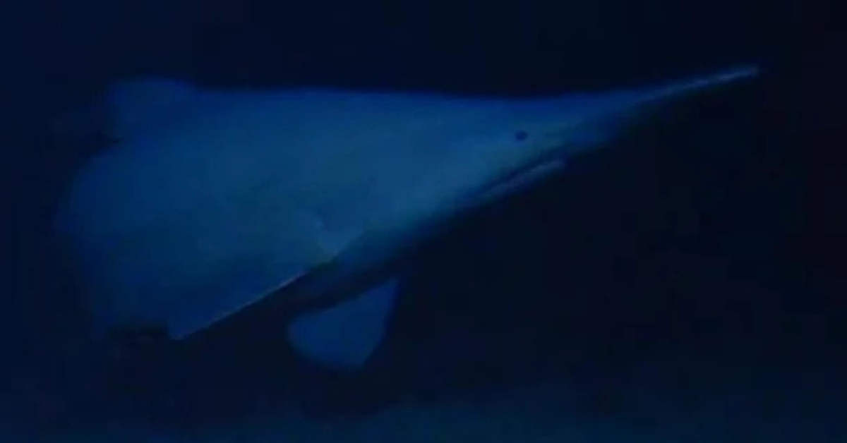 Close-up of a deep-sea goblin shark