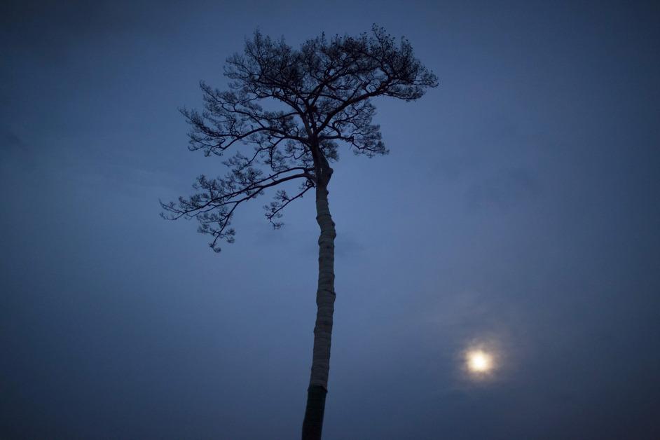 Tree in Japan at night.