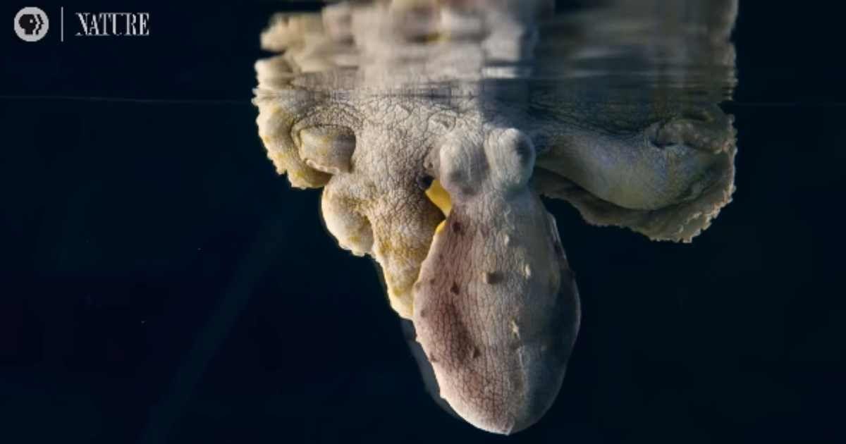 The mantle of an octopus changing colors. (Cover Image Source: YouTube | @naturepbs)