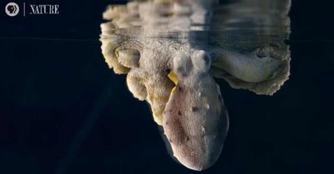 The mantle of an octopus changing colors. (Cover Image Source: YouTube | @naturepbs)
