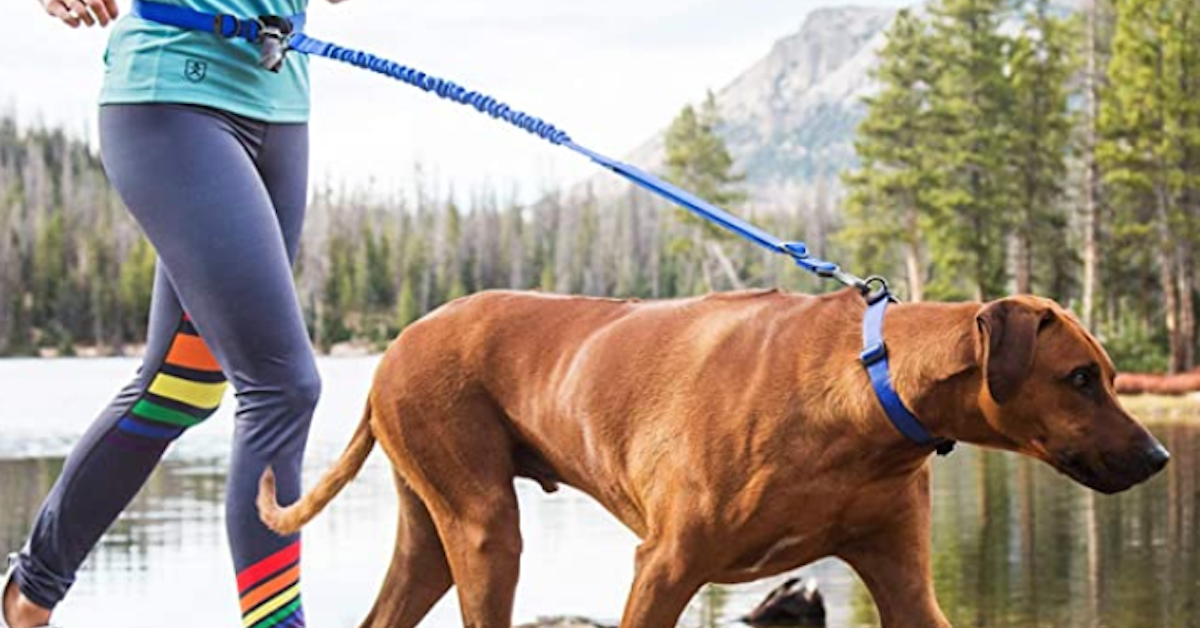 dog runners leash