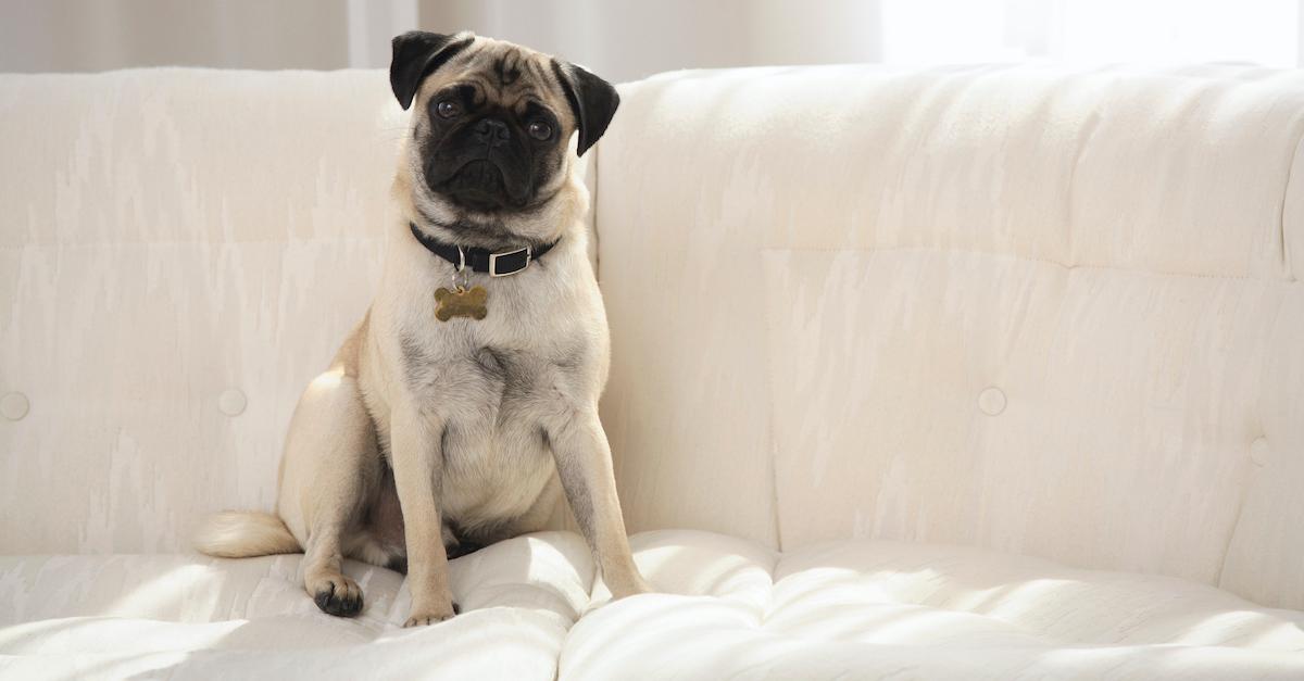 Flea Collar Pet Deaths Were Reportedly Linked to This Popular Brand