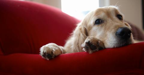 Most common fall allergies